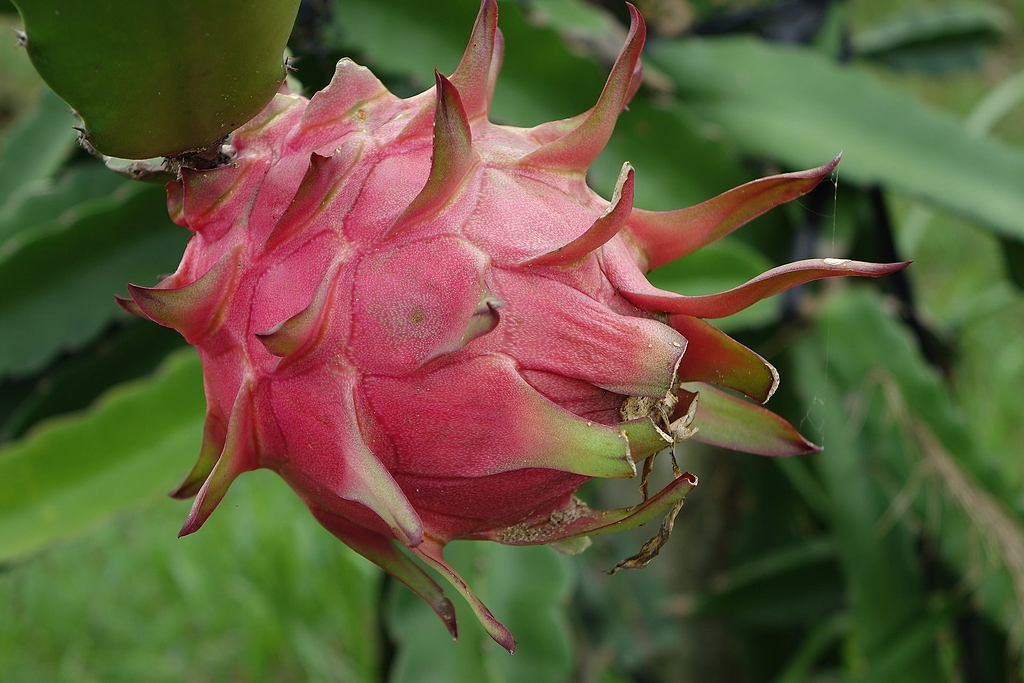 red dragon fruit on plant 