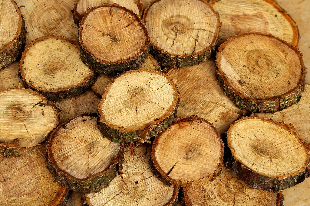 Best wood for cutting board: Rings of cut wood