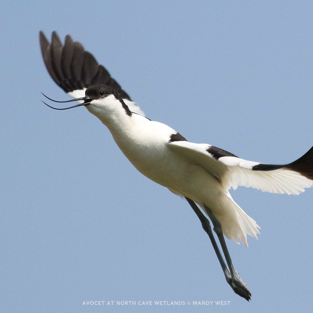 AVOCET AT NORTH CAVE WETLANDS © Mandy West