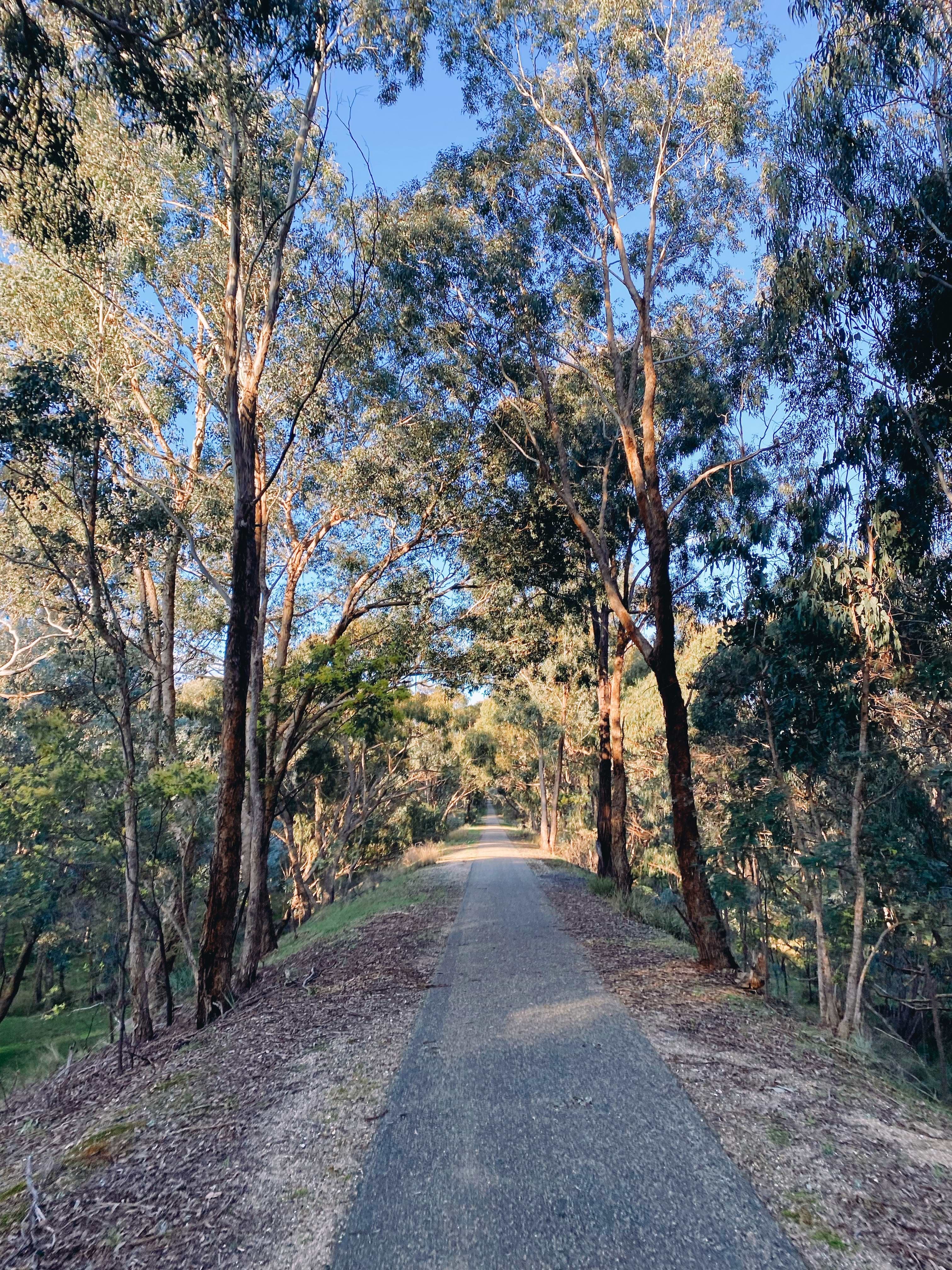 View of a bike path trail near Beechworth, surrounded by bush on a blue sky day. The path ahead is empty.