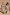 Thumbnail for Chocolate Soleil Rib Dorris Skirt in a brown soleil print, styled as a co-ord and shown on two models.