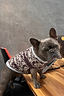 Thumbnail for Chocolate Bandana Dog Jumper with an iconic brown and cream knit print, worn by a French Bulldog on a wooden desk.