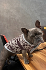 Chocolate Bandana Dog Jumper with an iconic brown and cream knit print, worn by a French Bulldog on a wooden desk.