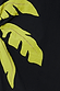 Thumbnail for Lime green palm motif with stitched detailing on the black cotton blend Riviera Dress.