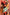 Thumbnail for Jardin Du Soleil Aria Dress