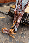 Chocolate Bandana Dog Jumper in a brown paisley knit with blue trim, worn by a dog on a cobblestone street.