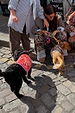 Red and Pink Bandana Dog Jumper with iconic print on a black dog on a London cobblestone street.