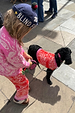 Red and Pink Bandana Dog Jumper on a black dog, styled with a matching kids' bandana knit set.
