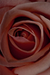 Muted pink rose petals in a close-up shot, highlighting the floral scent notes of NFD Eau De Parfum Candle 001.