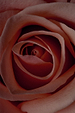 Muted pink rose petals in a close-up shot, highlighting the floral scent notes of NFD Eau De Parfum Candle 001.