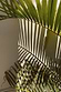 Green palm leaves casting sharp shadows against a sun-drenched wall, evoking a tropical vacation mood.