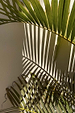Green palm leaves casting sharp shadows against a sun-drenched wall, evoking a tropical vacation mood.