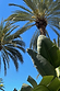 Green palm trees and tropical banana leaves against a clear blue sky, capturing a sunny vacation atmosphere.
