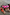 Thumbnail for Leopard Pony Trainers with contrast orange laces and a pink panelled trainer shown from above on a grey floor.