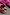 Thumbnail for Pink and Red Leather Trainer detail featuring a leopard print heel tab and soft pink suede upper.