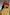 Thumbnail for Red Bandana Cap in a cotton paisley print with an embroidered NFD logo, worn by a model in a yellow sweatshirt.