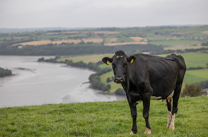 100% grasgefüttert. Kein Kraftfutter. Keine Hormone.
