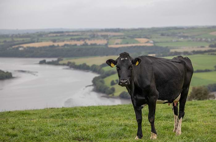 100% grasgefüttert. Kein Kraftfutter. Keine Hormone.