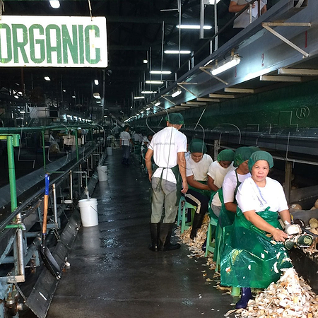 Lee-Sport® Bio Kokosöl wird aus frischen Bio Kokosnüssen in Handarbeit hergestellt.