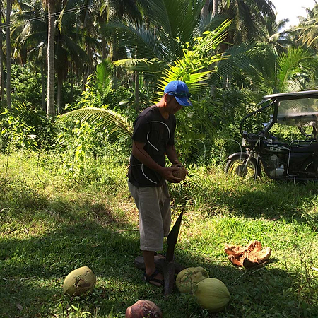 Die Kokosnüsse werden noch auf der Plantage geschält.