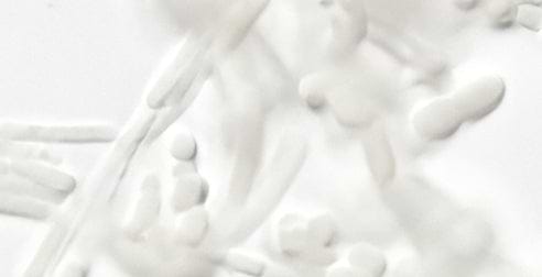 mybacs product ingredient