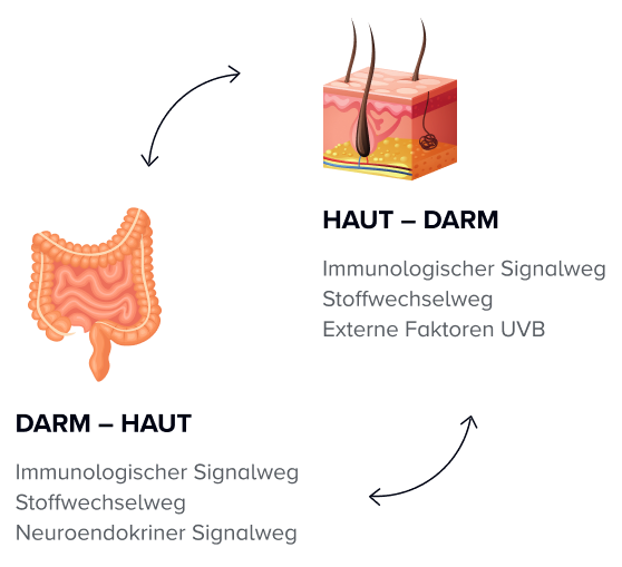 Illustration zur Darm-Haut-Achse mit Darstellung von Haut und Darm im Zusammenhang mit dem Mikrobiom