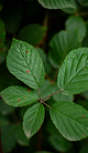 Footer image