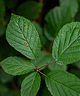 Footer image