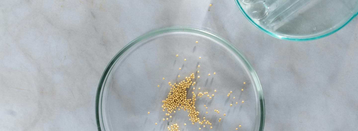 No estamos solos: los microorganismos buenos de nuestro microbioma