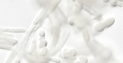 Cepas bacterianas (Bifizen®)