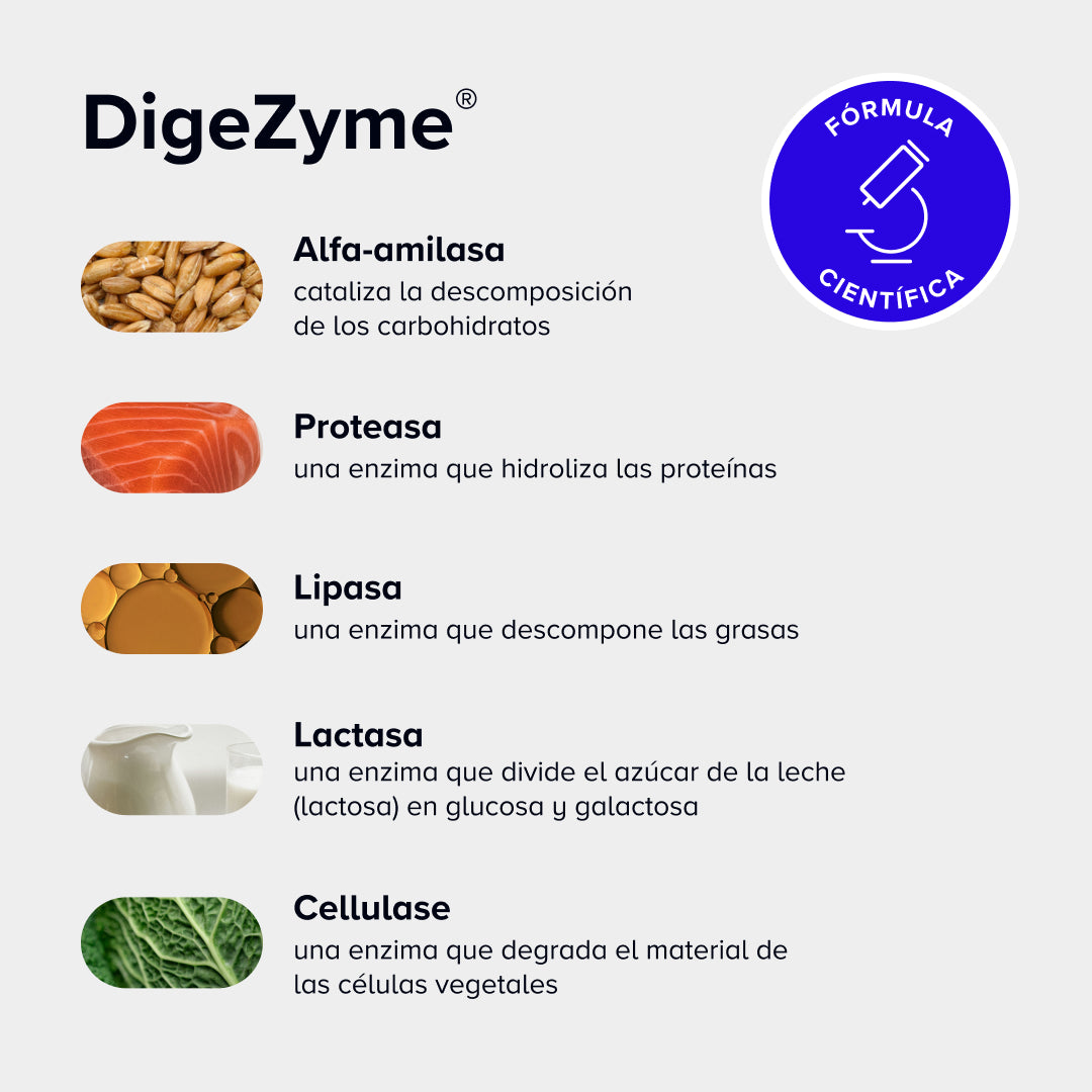 DigeZyme®, presente en Active Debloat, contiene alfa-amilasa, proteasa, lipasa, lactasa y cellulase, una formulación única para tu bienestar tras las comidas.