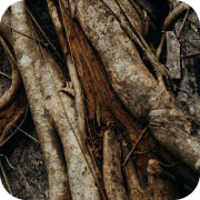 Daily Bitter contiene raíz de regaliz, que apoya la función del sistema digestivo y reduce las molestias gastrointestinales.