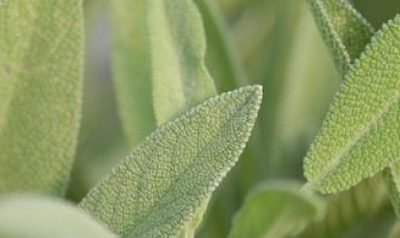 Extracto de salvia