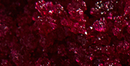 mybacs product ingredient
