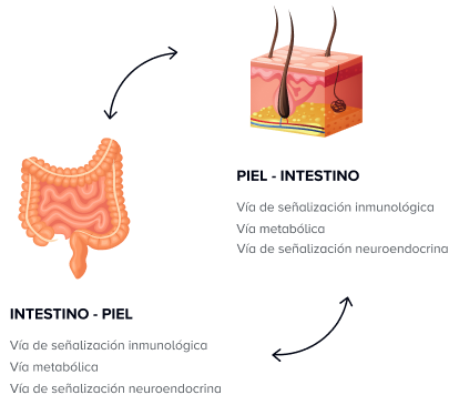 Ilustración del eje intestino-piel con representación de la piel y el intestino en relación con el microbioma.