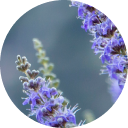 mybacs product ingredient