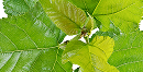 Reducose® in Dietbacs® kann zur Aufrechterhaltung eines normalen Kohlenhydratstoffwechsels beitragen (On-Hold Botanical Claim).