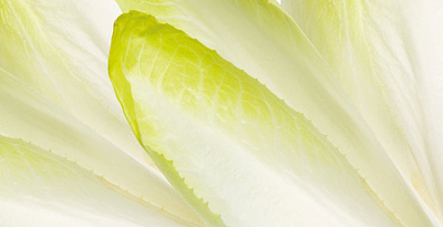 Dermabacs con inulina de achicoria como apoyo al funcionamiento digestivo y cardíaco.
