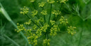mybacs product ingredient