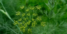 Daily Bitter contiene extractos vegetales naturales de alta calidad que apoyan una buena digestión.