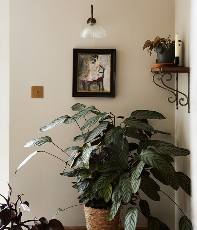 A cozy corner featuring a large leafy plant in a woven pot, framed artwork on the wall, and a pendant light above.
