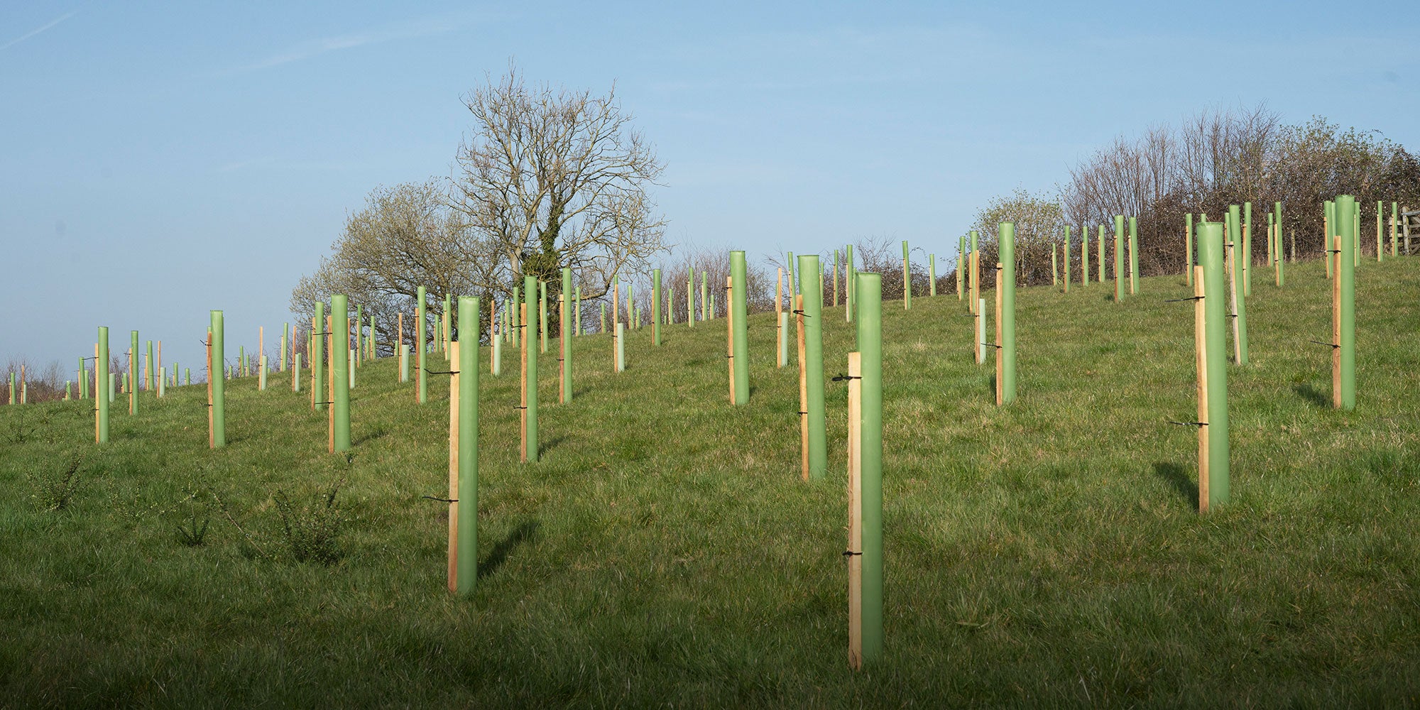 A sloped field with new tree saplings protected by green tubes, surrounded by grass and a bare tree in the background.