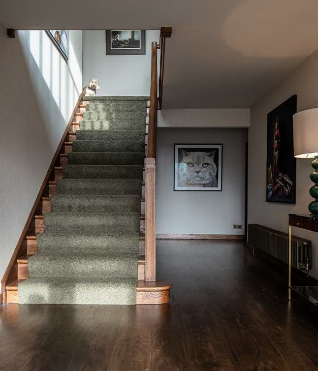 A cozy interior featuring green carpeted stairs, a small dog resting on the steps, and framed animal portraits on the walls.