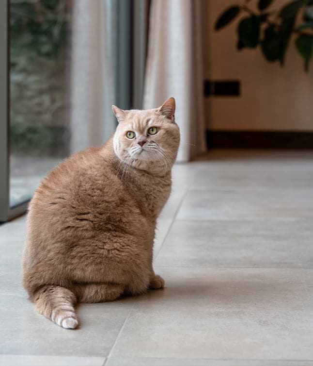 Chubby, light brown cat with green eyes sits on tiled floor, looking back towards a glass door and neutral-colored curtains.