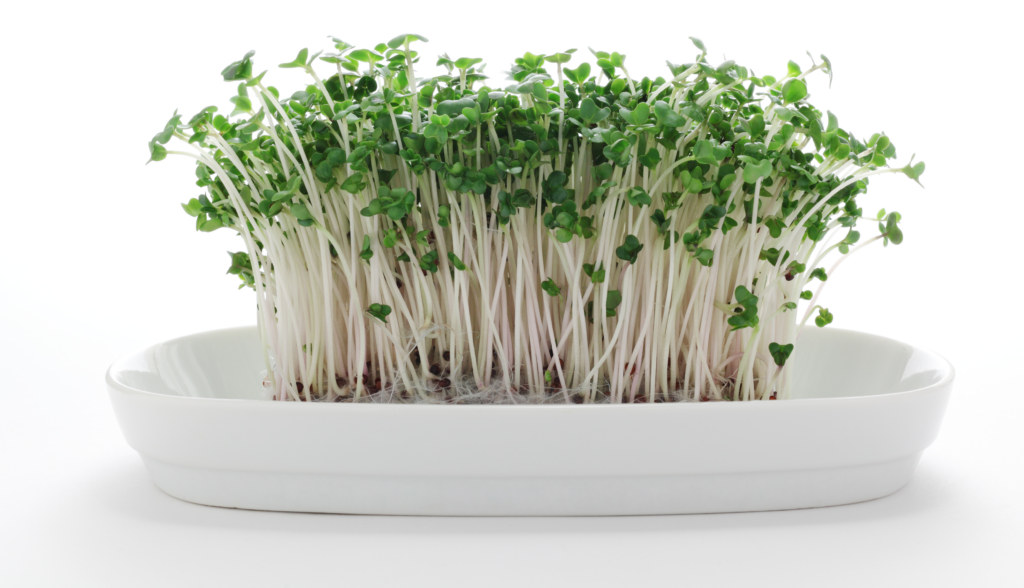 Sulforaphane Benefits