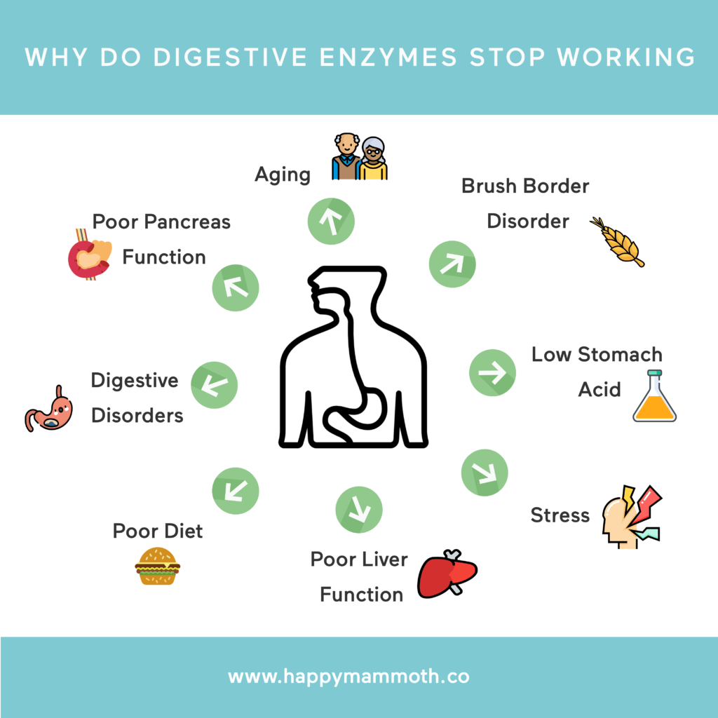 digestive enzymes