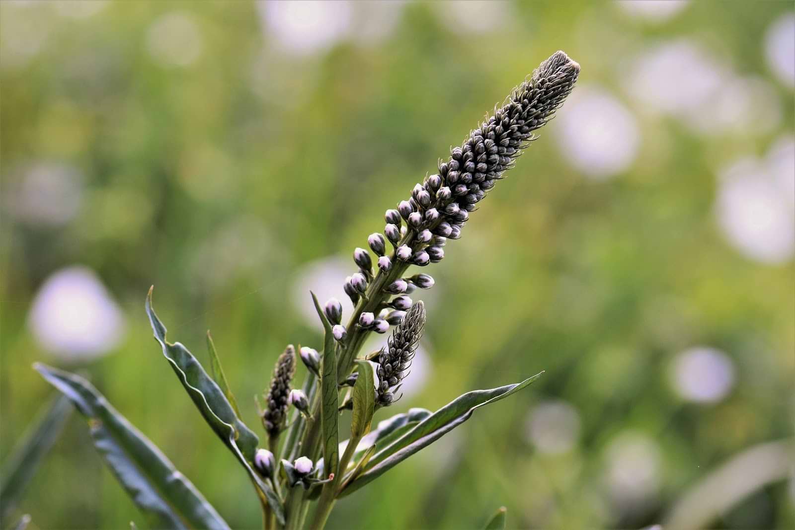 Menopause supplements: black cohosh