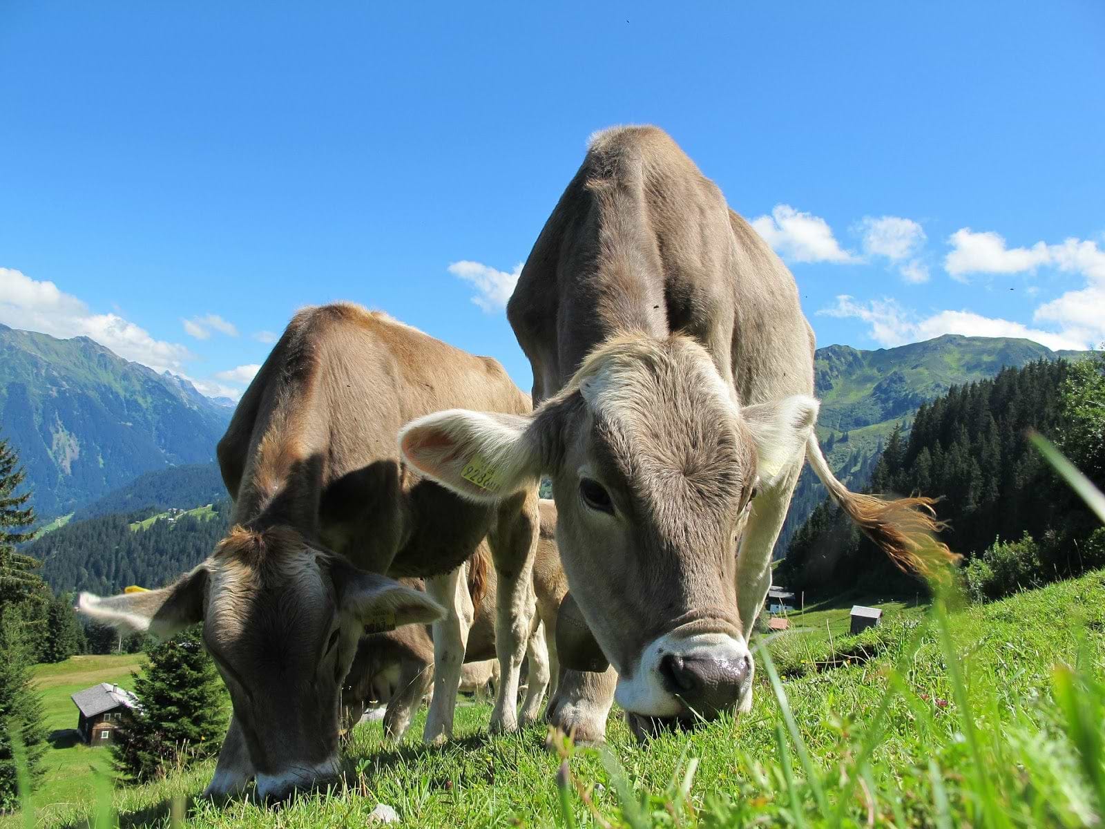 Herbs for inflammation: Cows grazing on grass in a pastoral setting