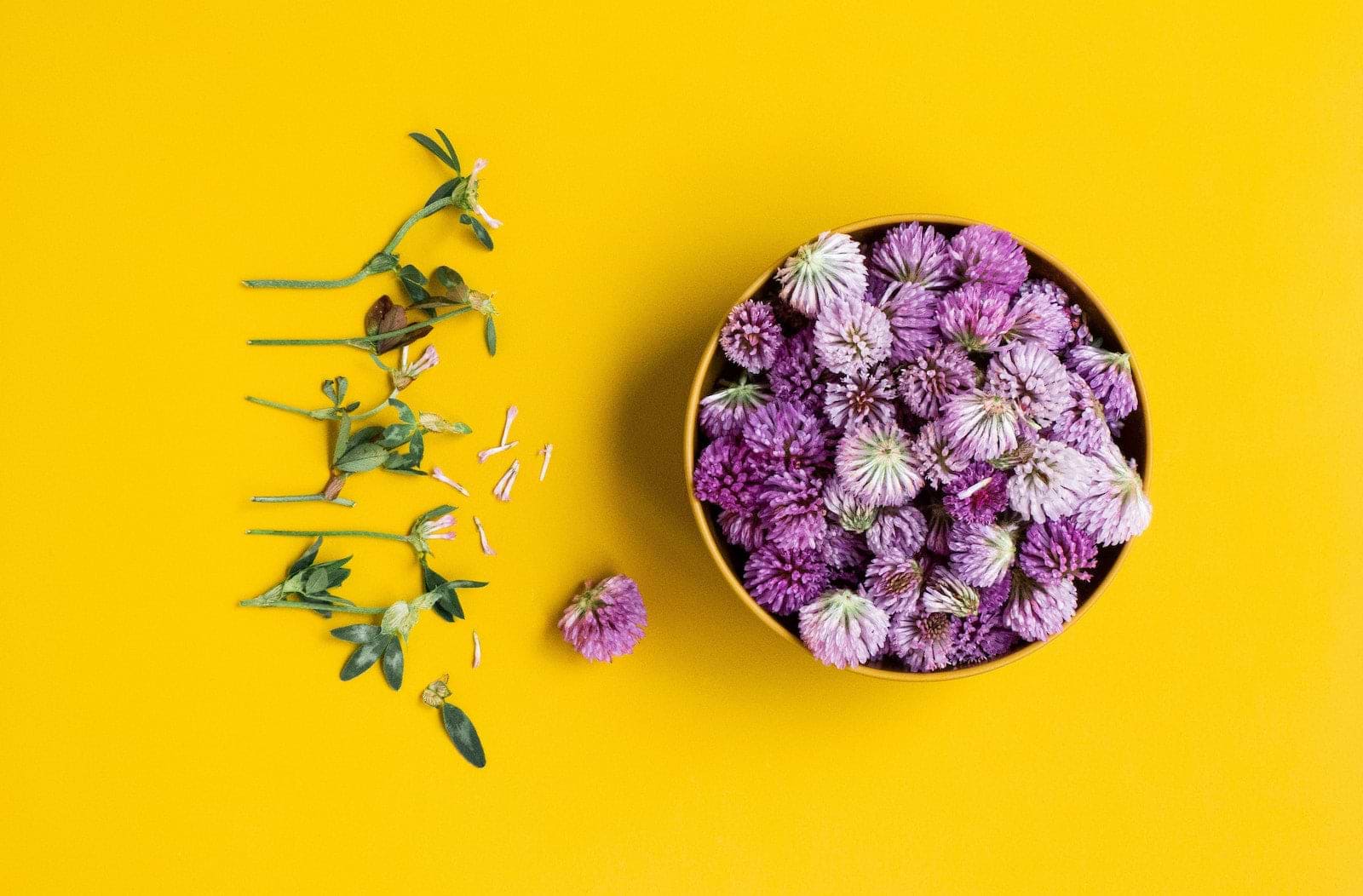 Menopause supplements: red clover