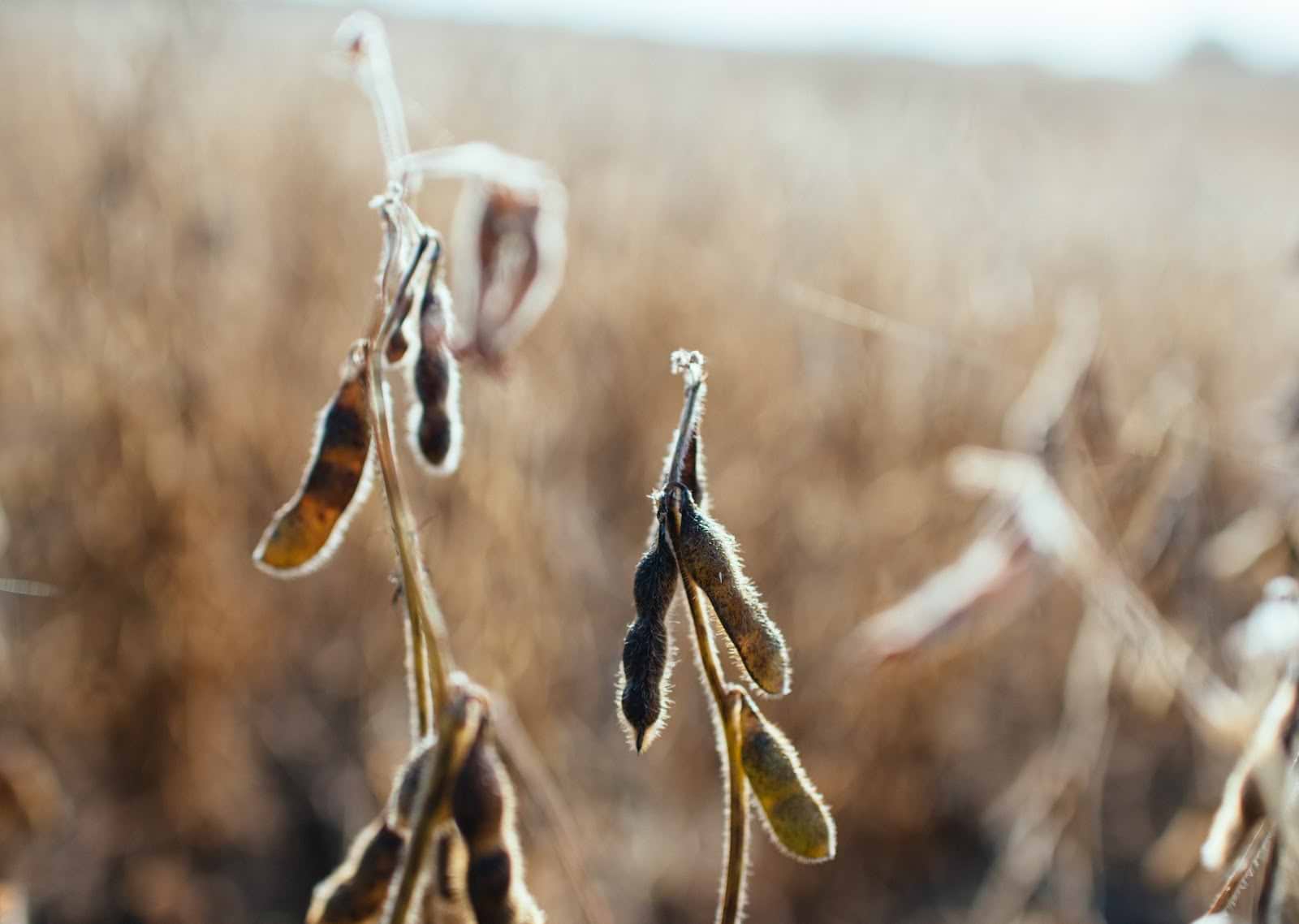 Menopause supplements: soy isoflavones 